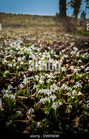 Perce-neige sauvages sur bordure de forêt dans UK Banque D'Images