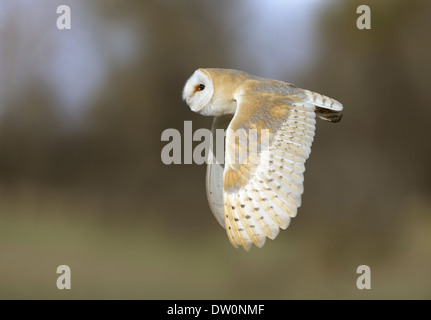 Effraie des clochers Tyto alba Banque D'Images