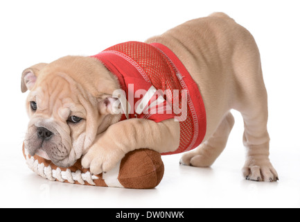 Chien de sport - chiot bouledogue anglais portant sur football peluche isolé sur fond blanc - 9 semaines Banque D'Images