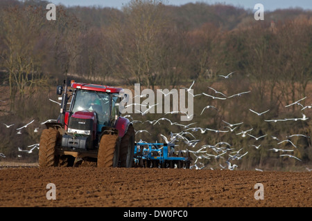 Mouettes à tête noire, Chroicocephalus ridibundus avec quelques Mouettes, Larus canus après labour et hersage, hiver. Banque D'Images