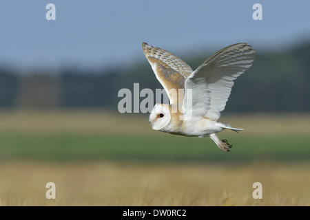 Effraie des clochers Tyto alba Banque D'Images