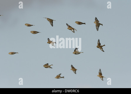 Carduelis cannabina Linnet Banque D'Images