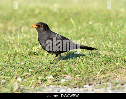 Blackbird Turdus merula - Mâle Banque D'Images