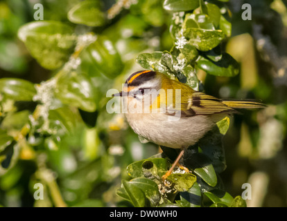 Regulus ignicapillus Firecrest mâle '22.02.2014 Lynford Arboretum, Norfolk Banque D'Images