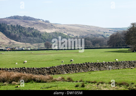Cumbria UK English landscape meadow field Banque D'Images
