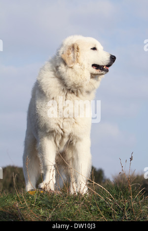 Chien de Montagne des Pyrénées / adulte dans un pré Banque D'Images