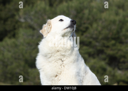 Chien de Montagne des Pyrénées / portrait adultes Banque D'Images