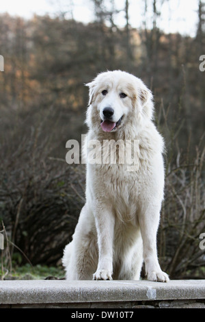 Chien de Montagne des Pyrénées / adulte debout sur un mur Banque D'Images