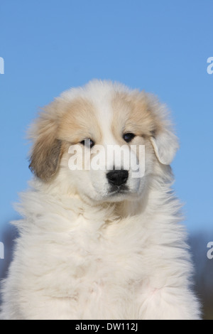 Chien de Montagne des Pyrénées / puppy portrait Banque D'Images