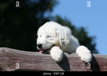 Chien de Montagne des Pyrénées / chiot couché sur un bois Banque D'Images