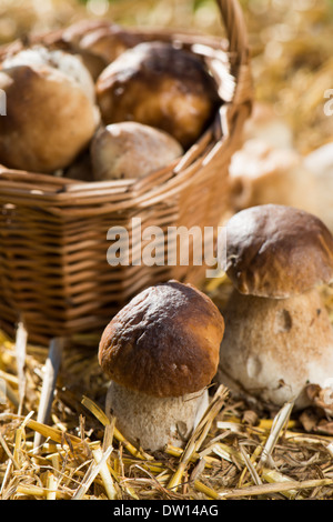Les champignons fraîchement prélevé sur la paille Banque D'Images