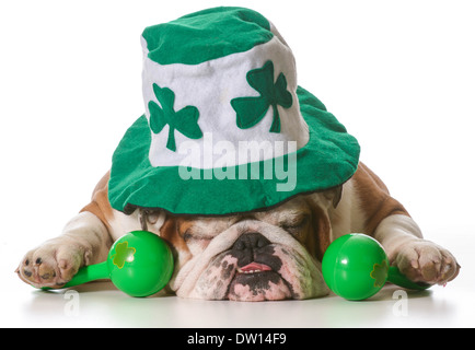 Bulldog anglais le port de St Patrick's Day hat isolé sur fond blanc Banque D'Images