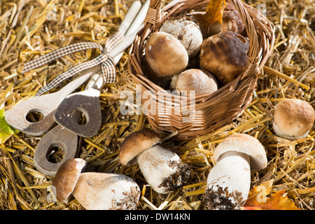 Les champignons fraîchement prélevé sur la paille Banque D'Images