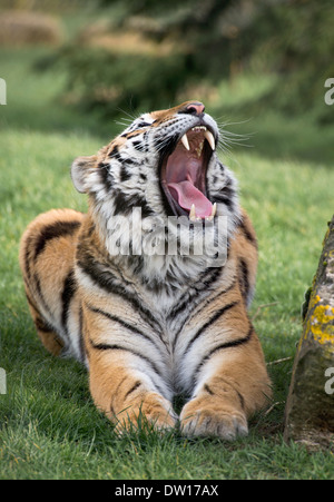 Tiger bâillement mâle Banque D'Images