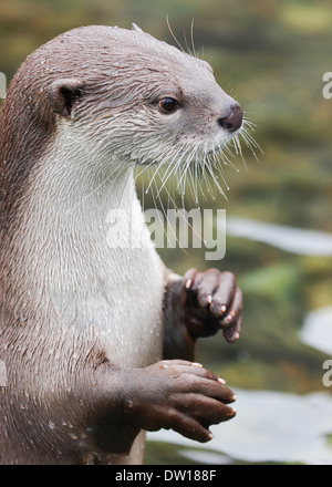 Cendrées Oriental otter (Aonyx cinerea) Banque D'Images