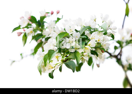 Les fleurs du printemps à l'arbre de sakura Banque D'Images