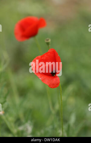 Pavot Rouge dans la zone verte, macro Banque D'Images