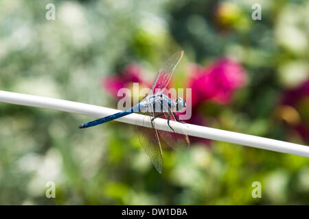 Dragon-fly sur le terrain avec des fleurs roses Banque D'Images