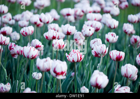 Tulipes blanches dans le jardin Banque D'Images