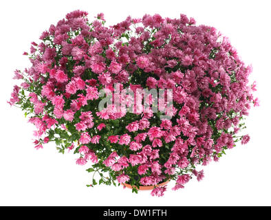 Chrysanthèmes fleurs en forme de coeur Banque D'Images