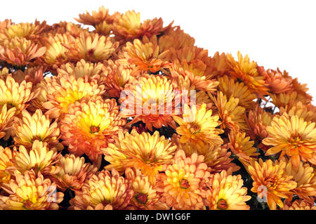 Les chrysanthèmes en pot Banque D'Images