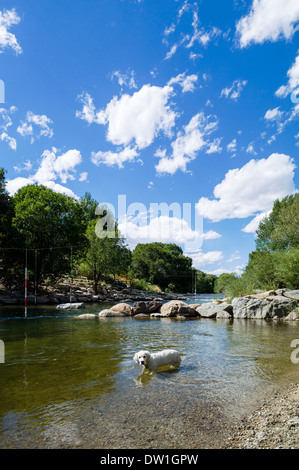 Couleur platine chiot Golden Retriever (5 mois) jouant dans la rivière Arkansas, Salida, Colorado, USA Banque D'Images