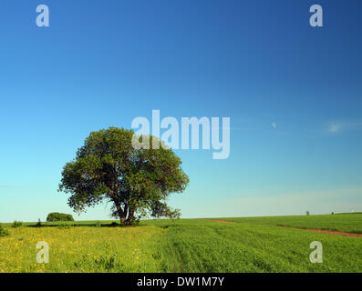 Seul arbre dans le champ d'été Banque D'Images