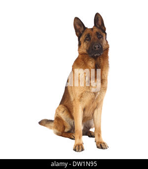 German Shepard portrait Banque D'Images