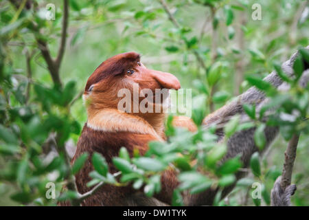 Proboscis Monkey long nez Banque D'Images