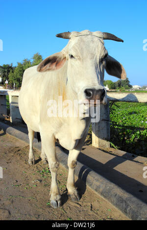 Indian vache blanche Banque D'Images