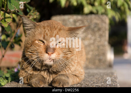 chat en ville Banque D'Images