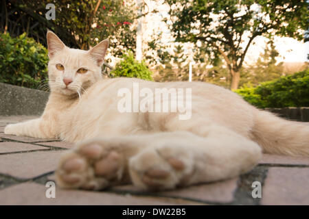 chat en ville Banque D'Images