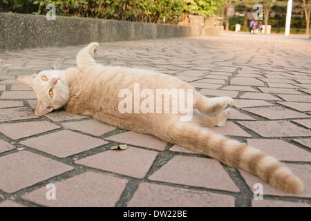 chat en ville Banque D'Images