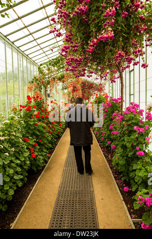 Marcher dans une serre sur le Palais Royal de Laeken à Bruxelles Belgique Banque D'Images