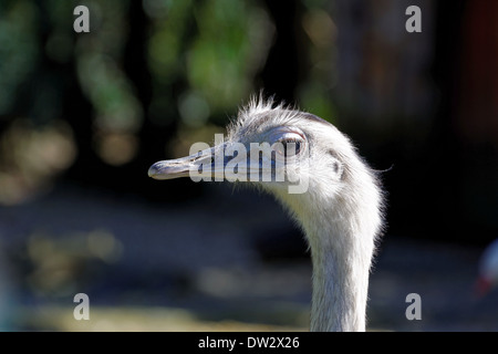 Le Nandou (Rhea americana) est un oiseau trouvé dans l'Est de l'Amérique du Sud. Banque D'Images