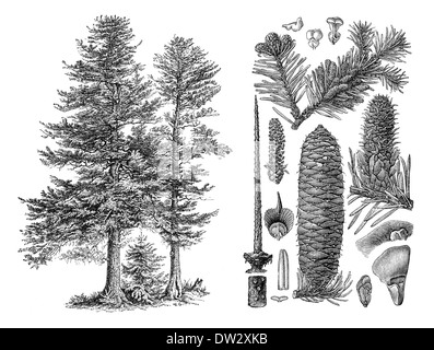 Illustration historique, sapin noble (Abies procera, historische Mischtechnik, Edeltanne, Abies Pectinata Banque D'Images