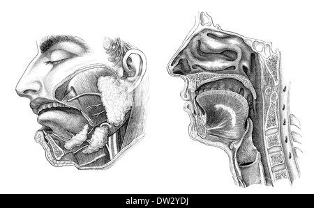 Section longitudinale d'une tête humaine, illustration anatomique, 1896, Banque D'Images