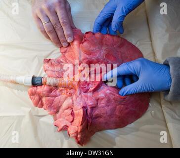 Un poumon de porc qui est ventilé artificiellement est présenté lors d'une conférence de presse sur l'expérimentation animale dans le centre d'expertise médicale dans Wendish-Rietz, Allemagne, 25 février 2014. Dans un centre de formation à Wendisch Rietz médecins pratique chaque année avec environ 300 porcs. Photo : Patrick Pleul/dpa Banque D'Images