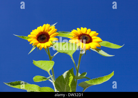 Tournesols Banque D'Images