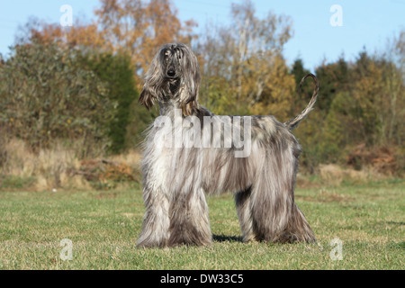 Chien Lévrier Afghan / adulte dans un pré Banque D'Images