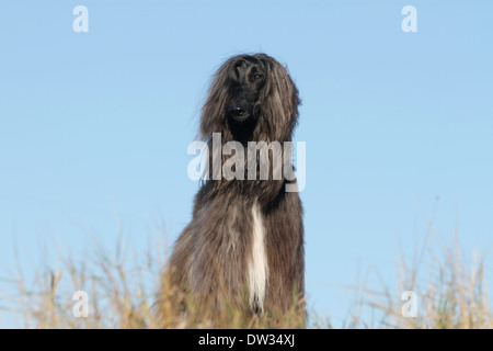 Chien Lévrier Afghan / adulte dans un pré Banque D'Images