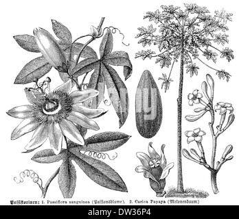 Illustration historique, Violet Passiflore (Passiflora incarnata), Papayer (Carica papaya) Banque D'Images