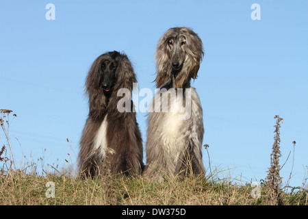 Chien Lévrier Afghan / deux adultes assis dans un pré Banque D'Images