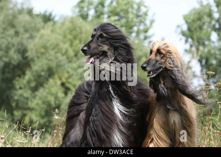 Chien Lévrier Afghan / deux adultes (différentes couleurs) portrait Banque D'Images