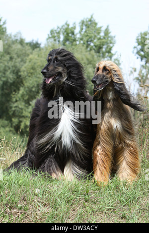 Chien Lévrier Afghan / deux adultes (différentes couleurs) dans un pré Banque D'Images