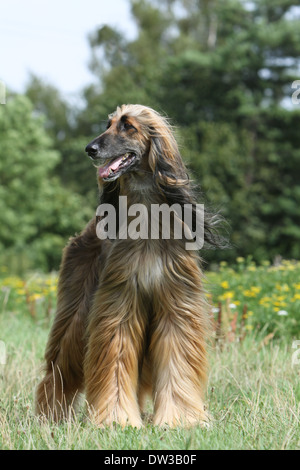 Chien Lévrier Afghan / adulte dans un pré Banque D'Images