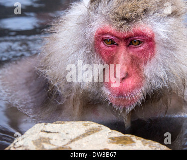 Singes neige japonaise de Nagano, au Japon. Banque D'Images