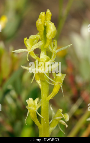 Orchidée Liparis loeselii fen - Dunes de Kenfig Banque D'Images