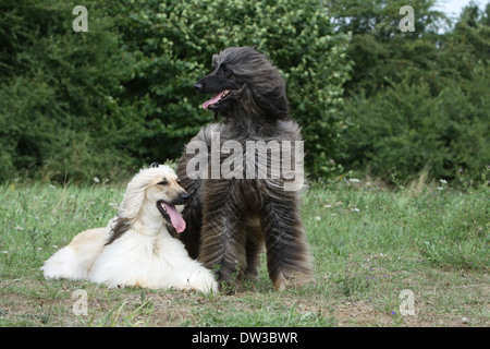 Chien Lévrier Afghan / deux adultes dans un pré Banque D'Images