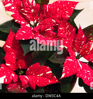 Fleurs de Poinsettia blanc moucheté ou de pulcherrima d'Euphorbia, souvent utilisées comme décoration intérieure avec l'heure de noël Banque D'Images